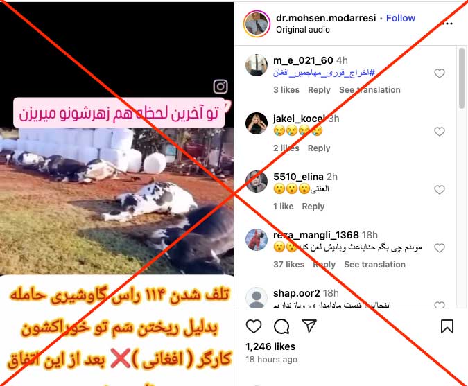 حقیقت ماجرای تلفشدن گاوها و شایعهی مسمومسازی توسط کارگر افغان